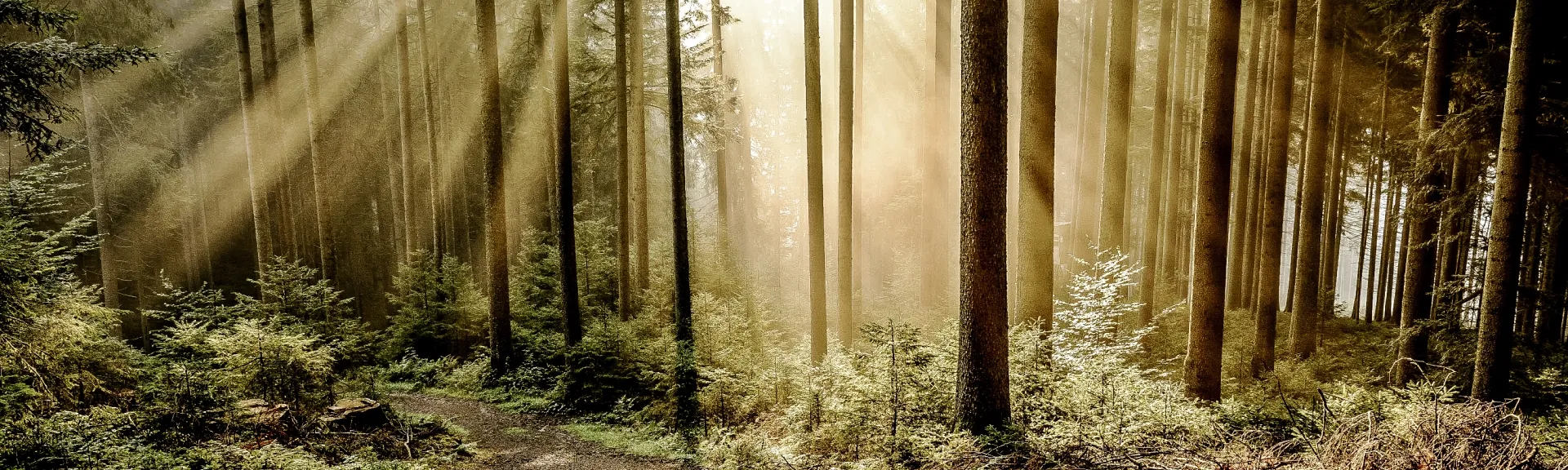 Bos_1920x576.jpg